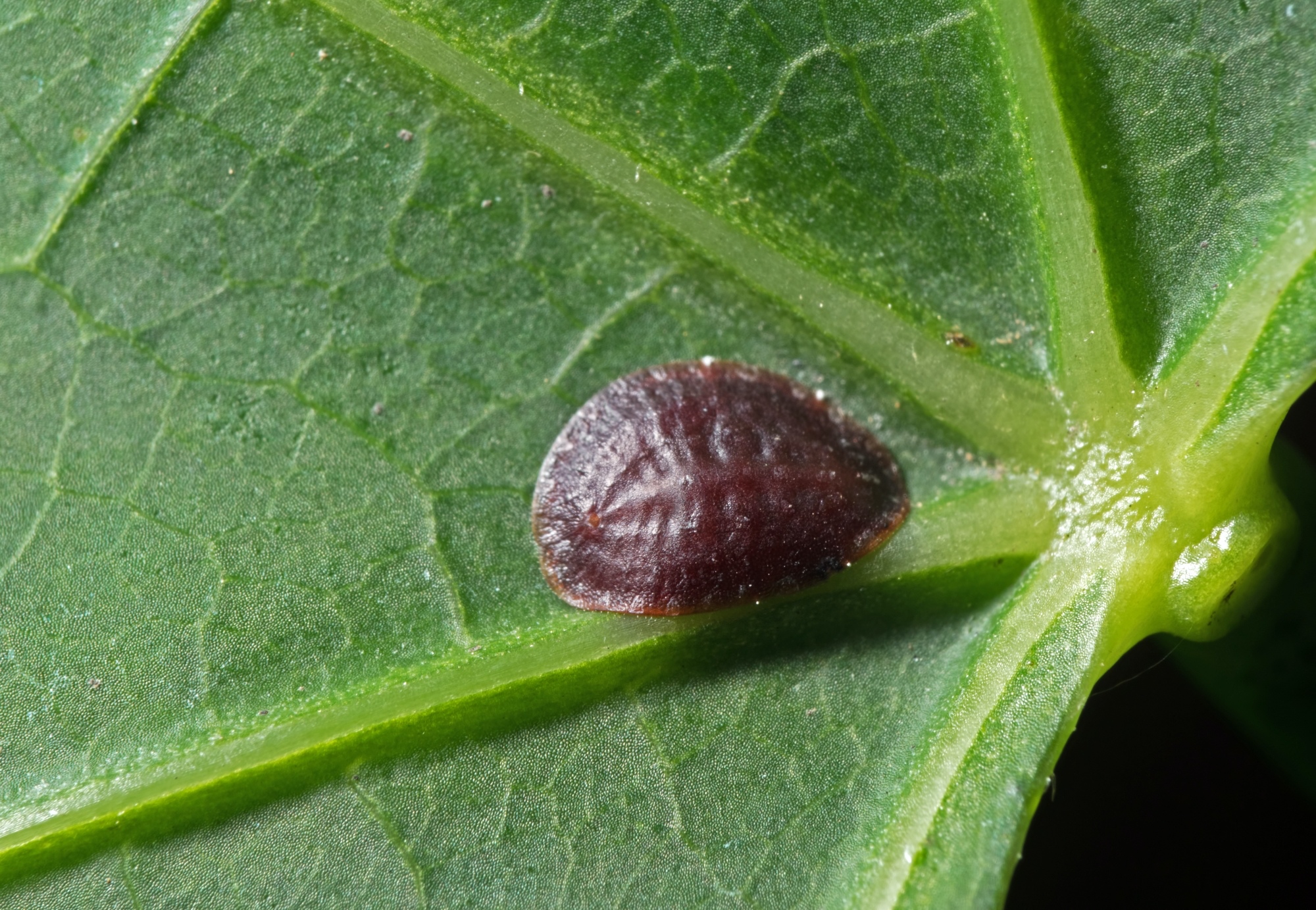 Scale insect pest on plant leaf. Photo by Cherchai Chaivimol/Shutterstock