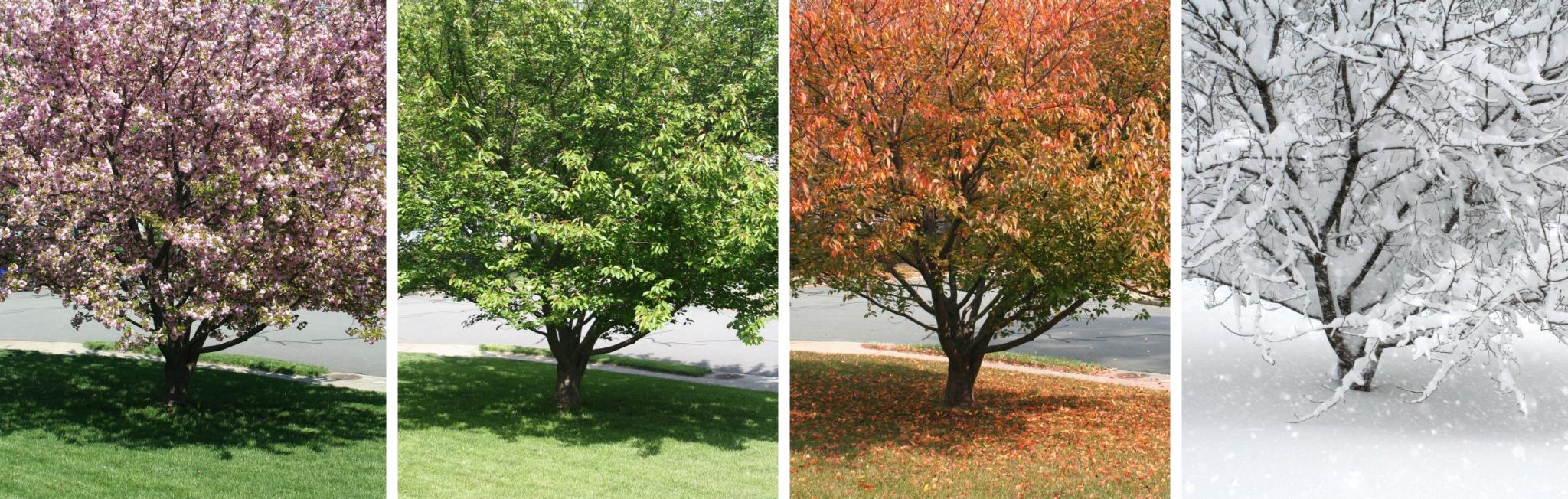 tree at all 4 seasons, spring, summer, fall, winter