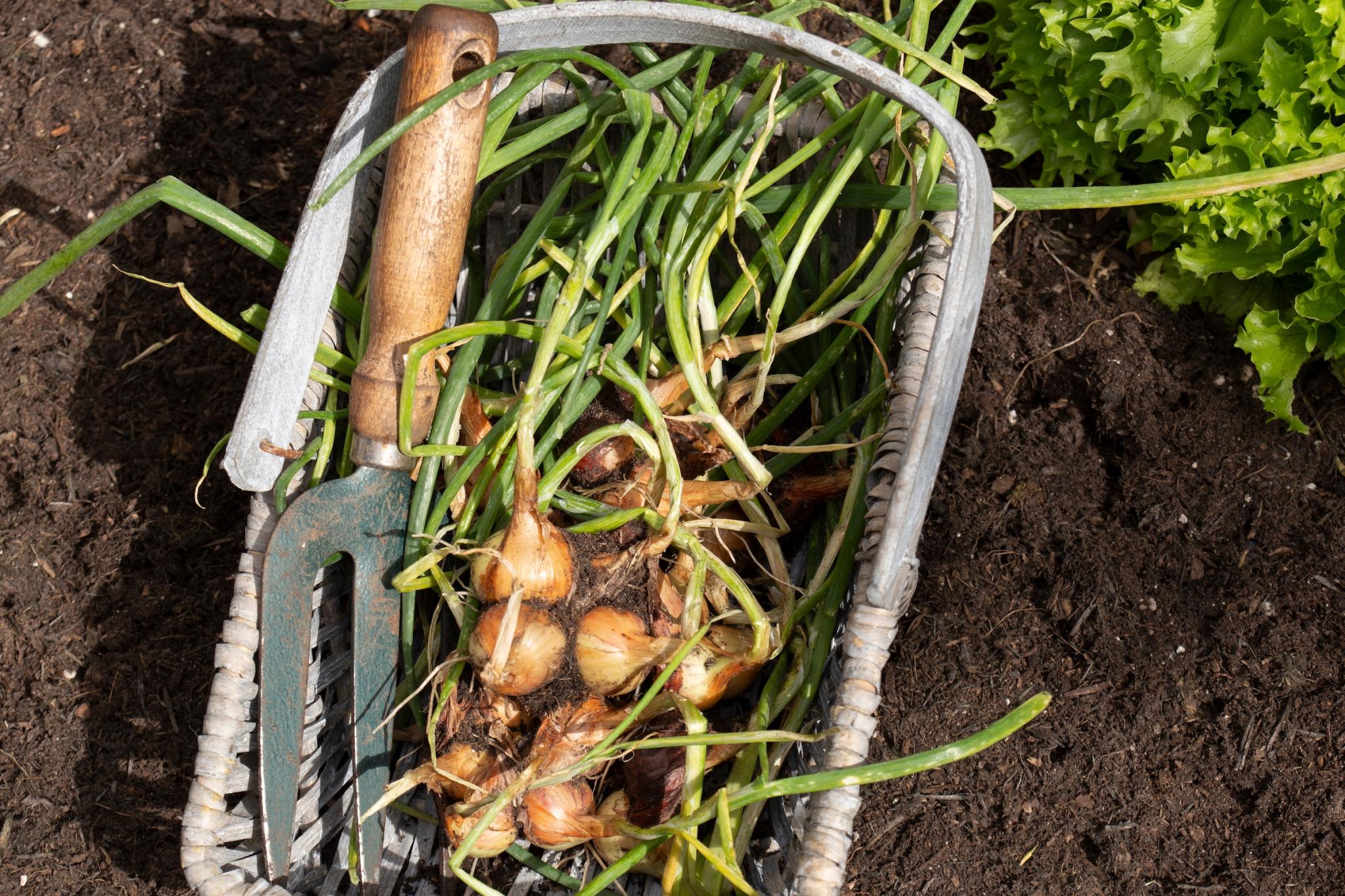 How To Grow Shallots - Sunny Home Gardens