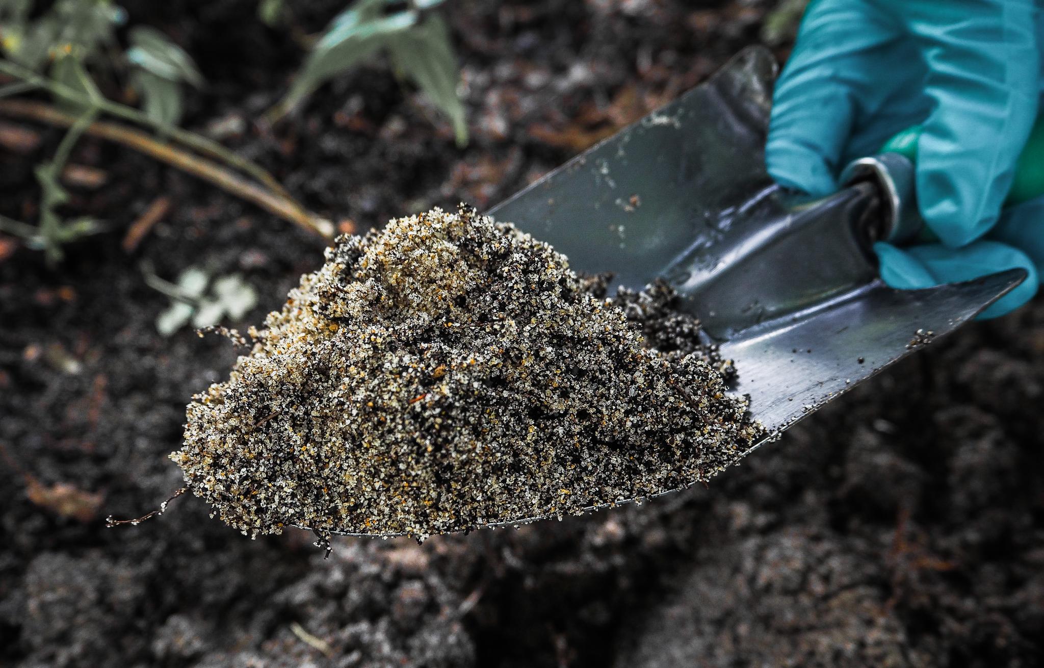 sandy soil in a garden bed