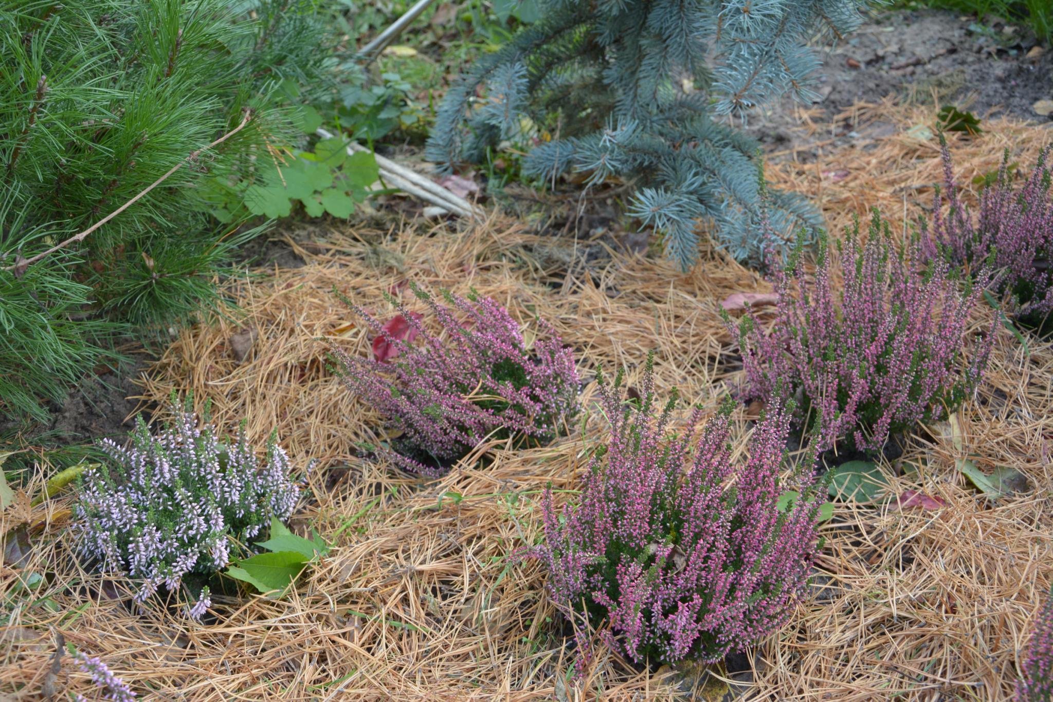 Heather plants insulated with pine needles for wintering. Credit: V. Shulikovskiy