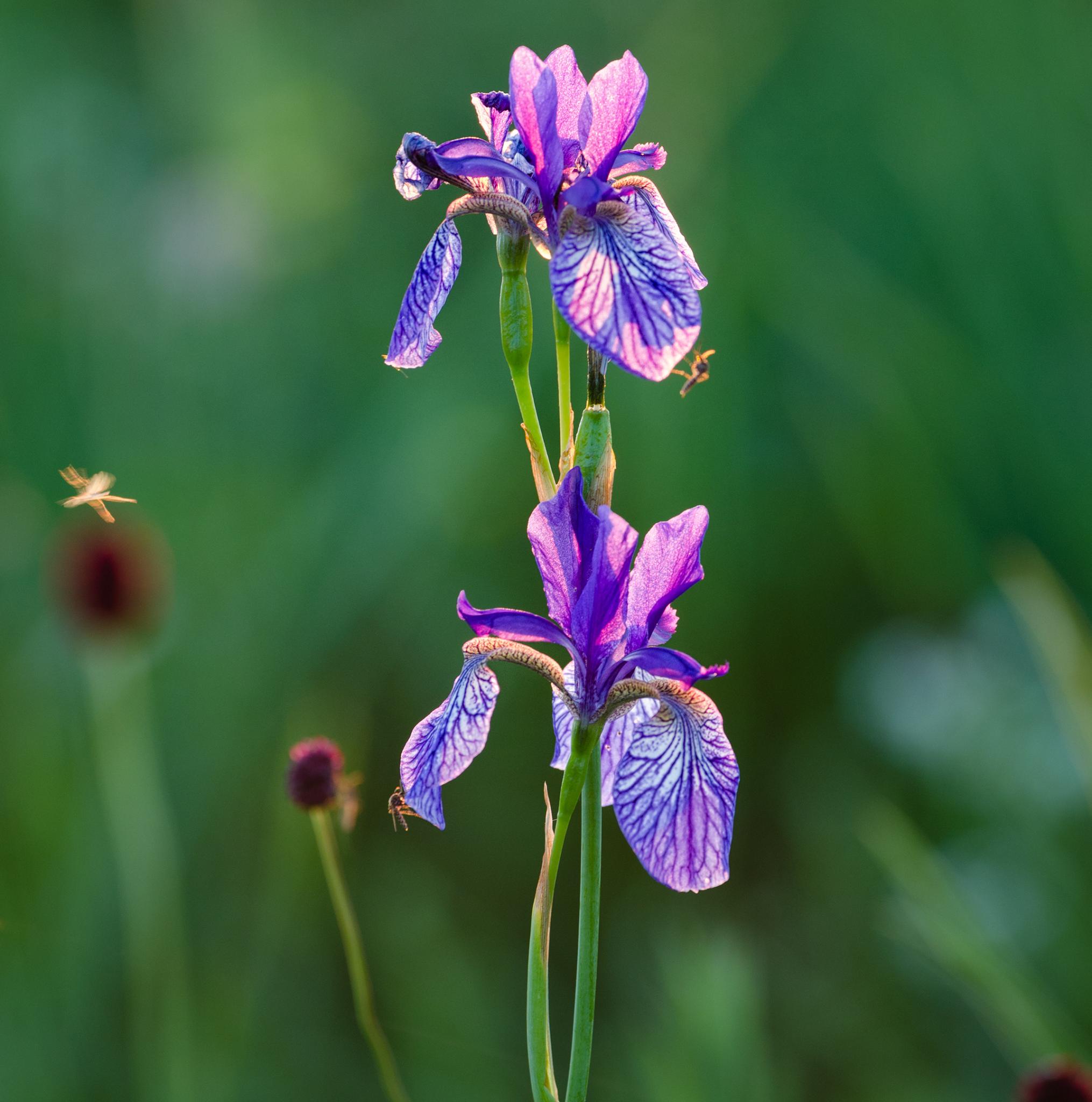 Growing the Siberian Iris