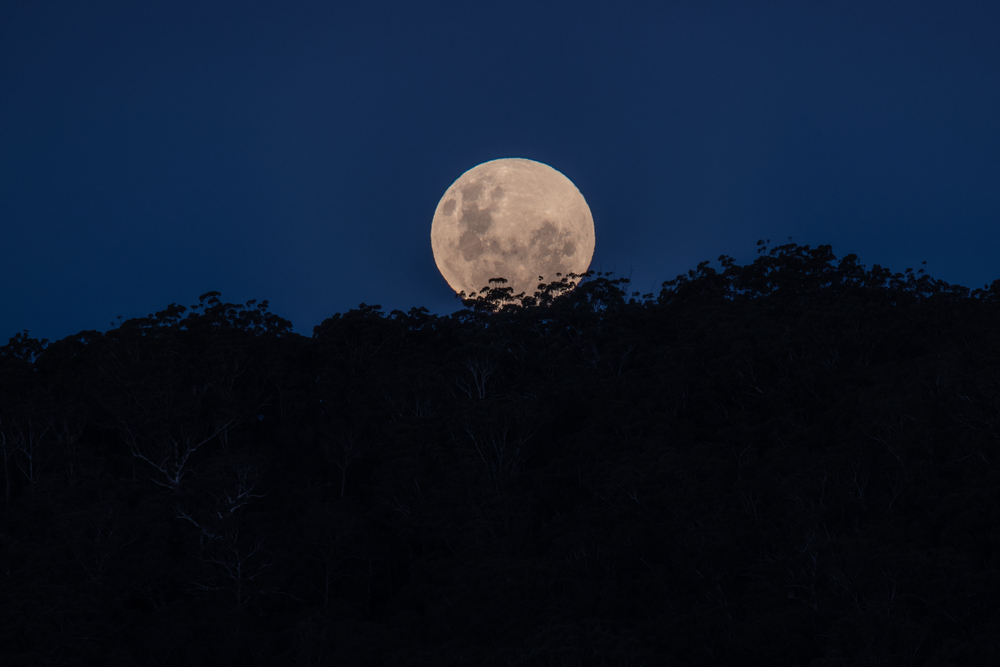 Full moon rising on May 26 2021 during sunset at Woy Woy, NSW, Australia. This night is a rare event with a Super Moon, a Blood Moon, also known as the Flower Moon and the Lunar Eclipse.