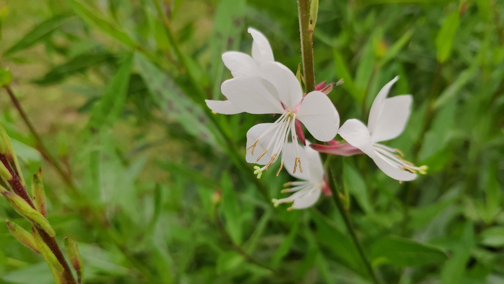 The name of these flowers is gaura, Lindheimer's beeblossom. Scientific name is Gaura lindheimeri.