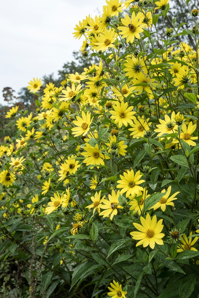 The perennial sunflower Helianthus 'Lemon Queen'