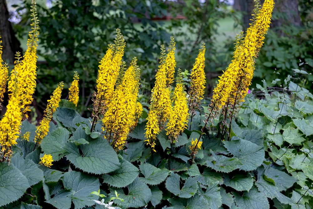 The Rocket Golden Ray (Ligularia stenocephala). The Rocket is a great plant for moist, shady gardens. Blooms In mid-summer, huge bright yellow flower spikes that are fragrant. Favorite for hummingbird