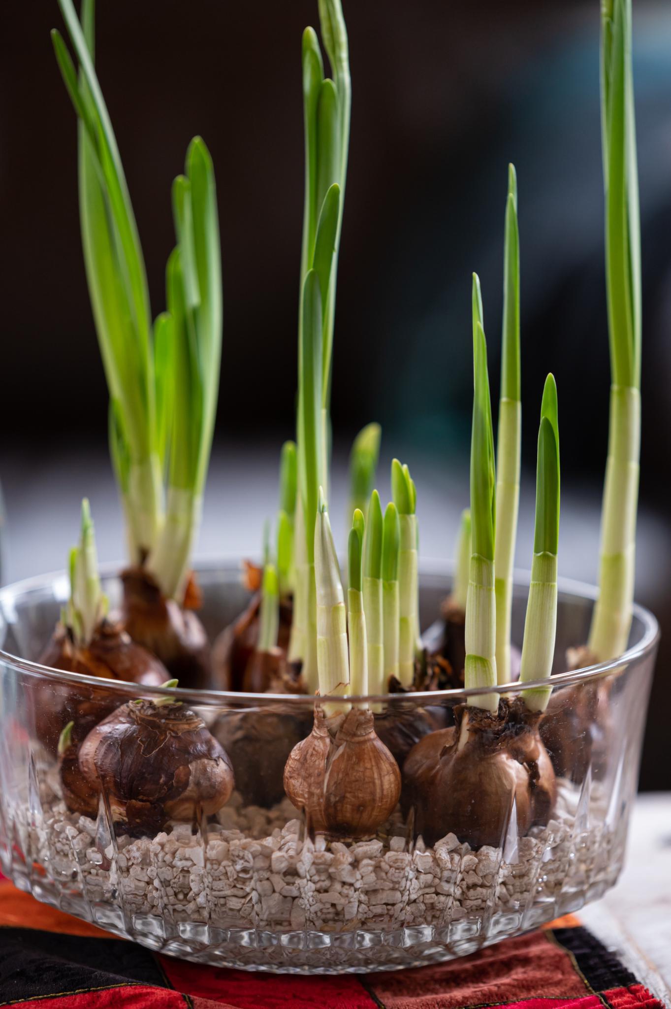 How to Care for Paperwhites Planted in Soil or Water