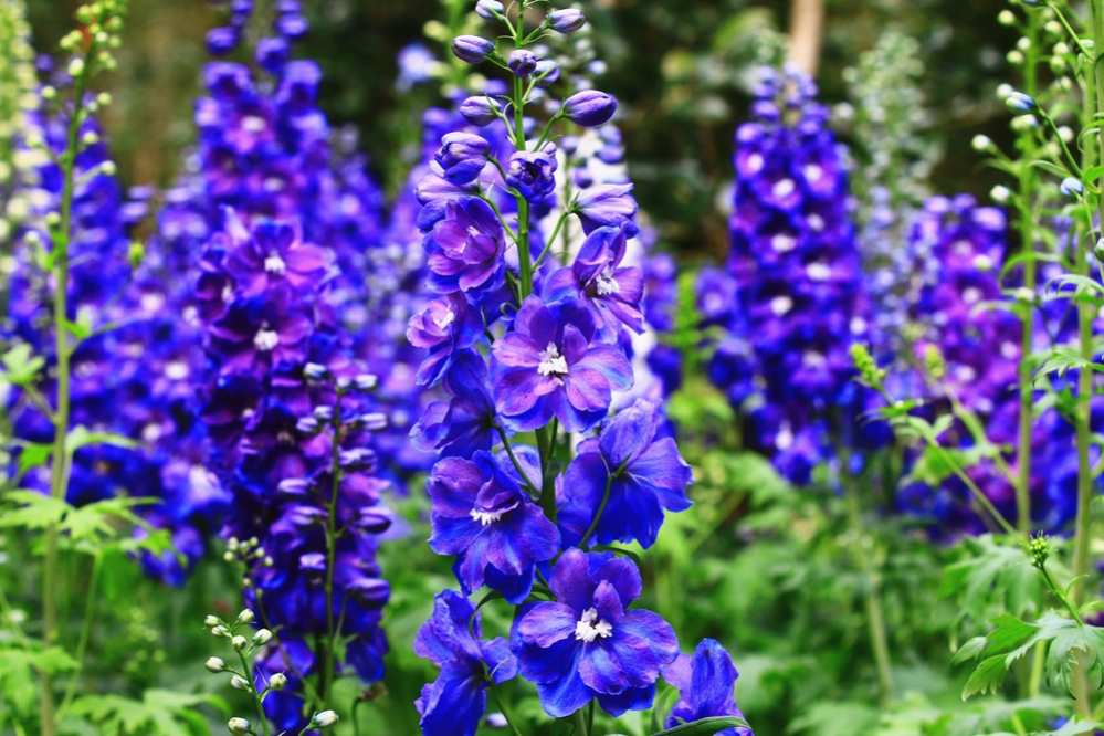 blooming colorful Delphinium,(Candle Delphinium,English Larkspur,Tall Larkspur) flowers,close-up of blue with purple Delphinium flowers blooming in the garden at a sunny day