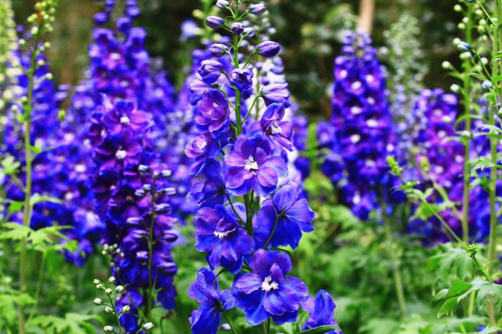 July Birth Flowers Larkspur And Water