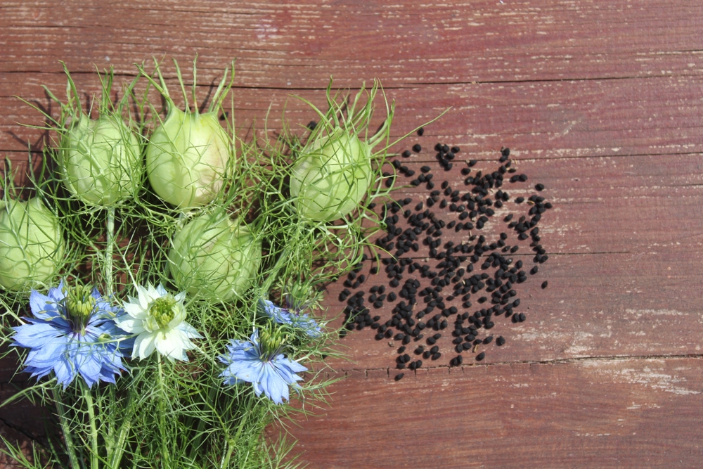 love-in-a-mist flower and seeds in the garden