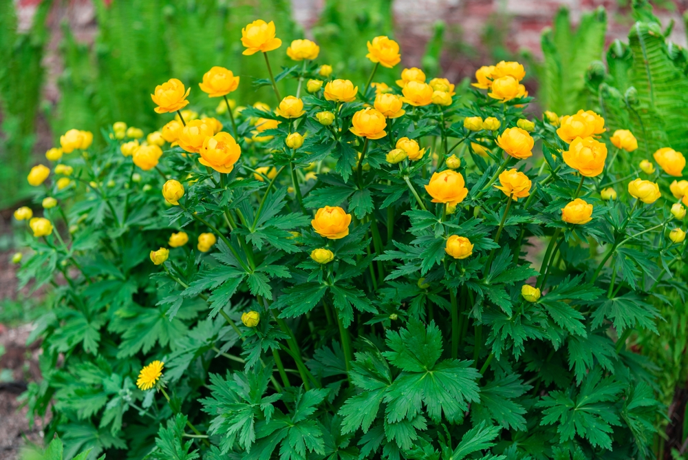 Bright yellow Bathing suit flowers on the background of a red brick wall. Yellow Trollius europaeus is a spherical flower, family Ranunculaceae. A wild plant on a summer day