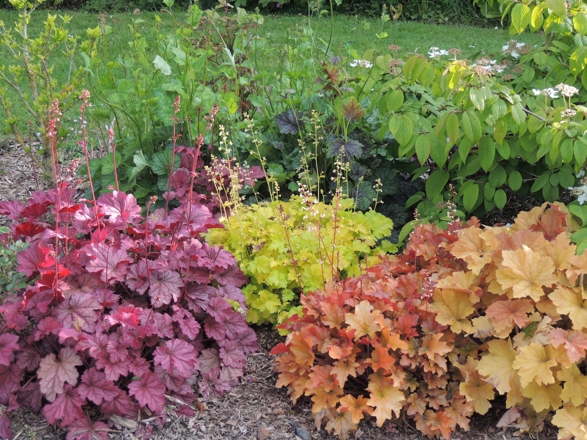 coral bell foliage plants