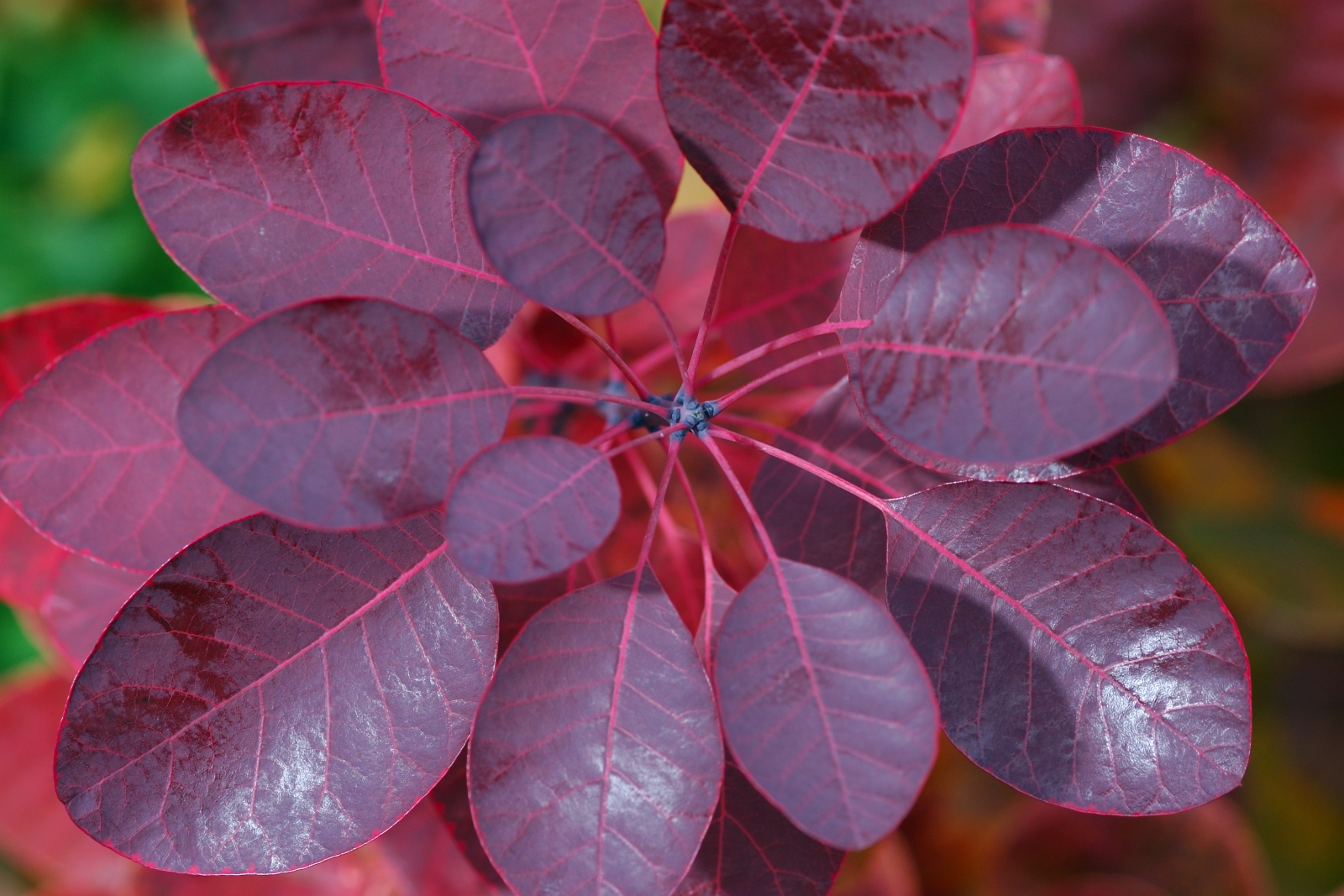 Smokebush in fall