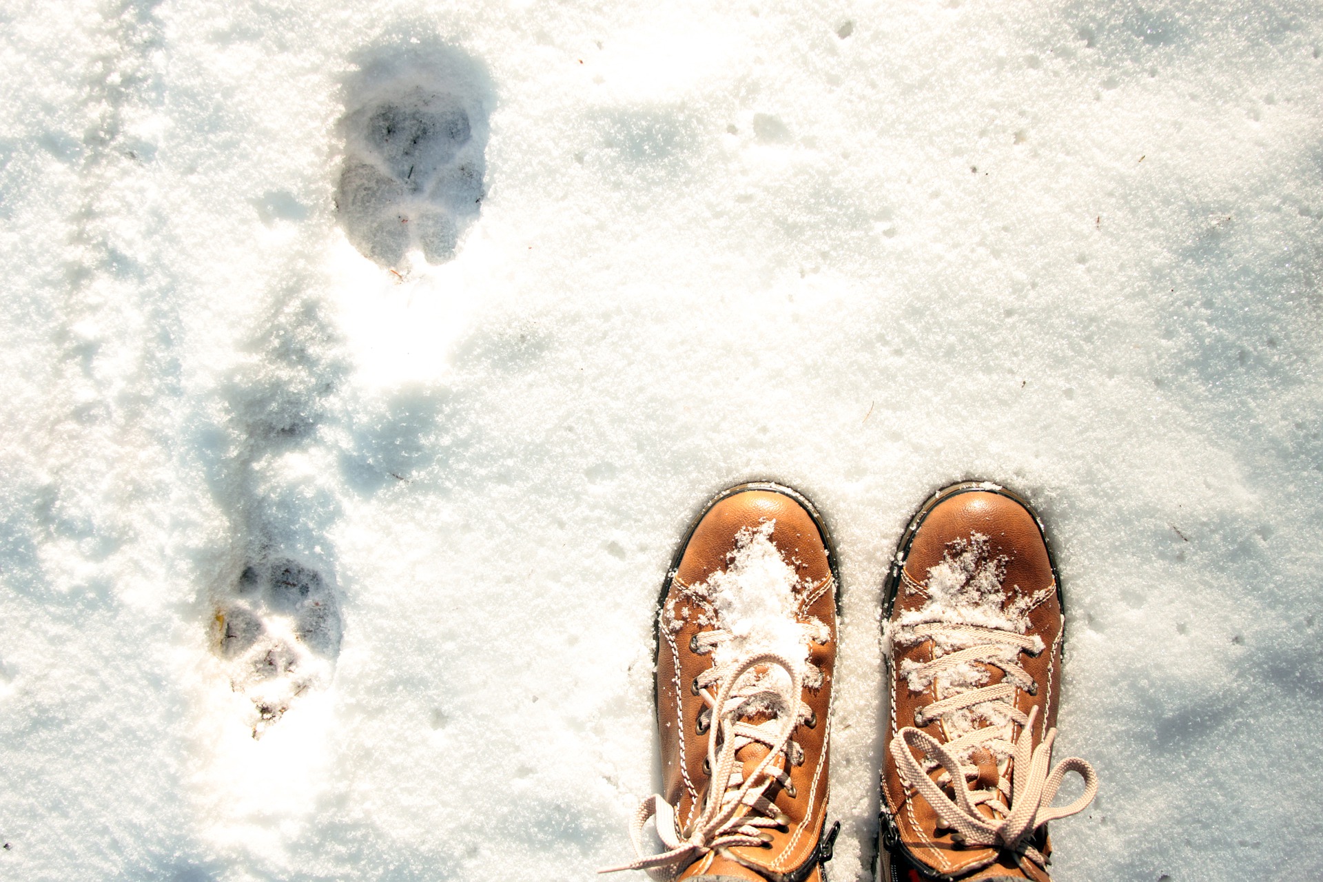 snow-shoes