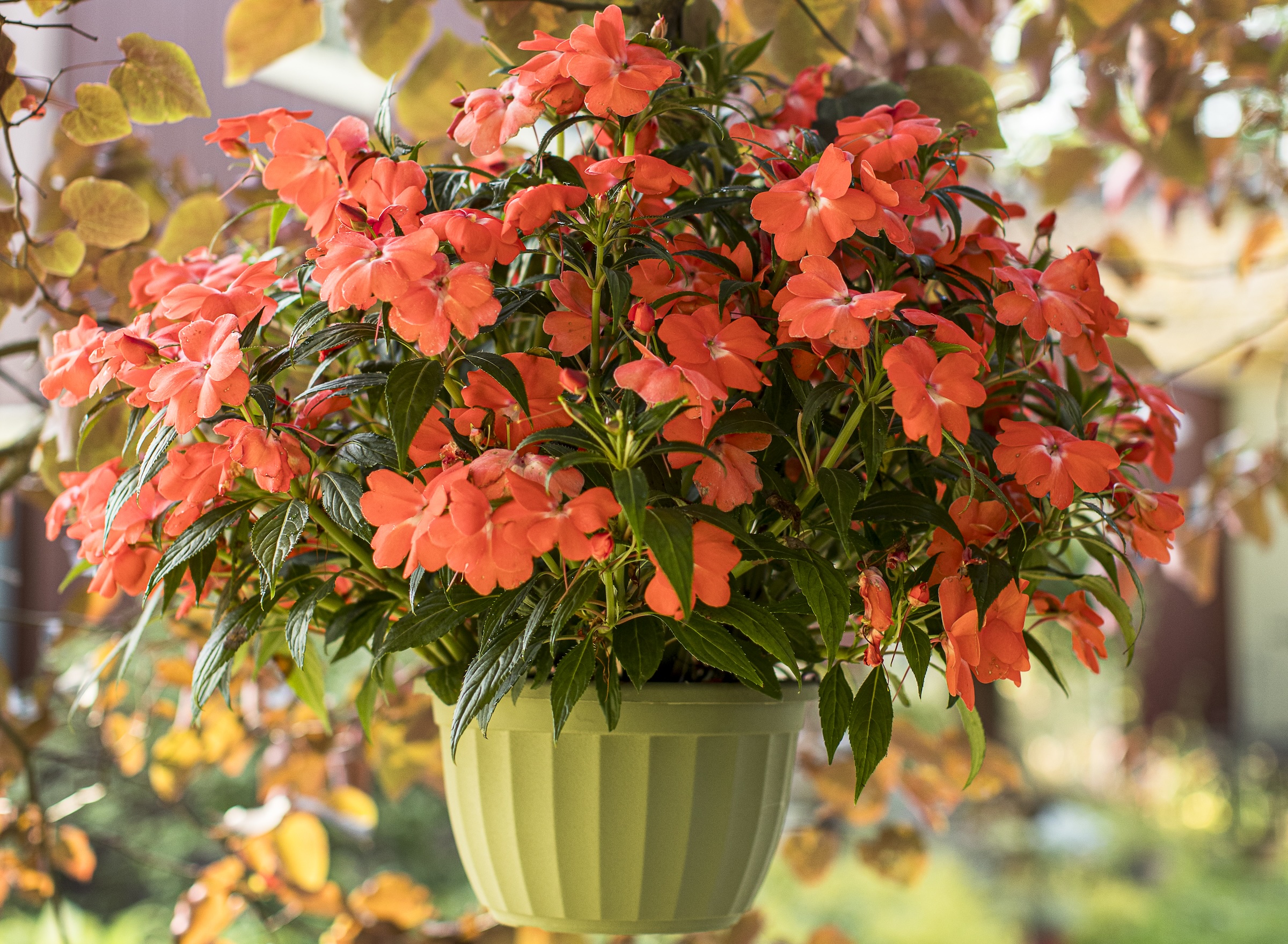 Bright orange impatiens in a green hanging basket.