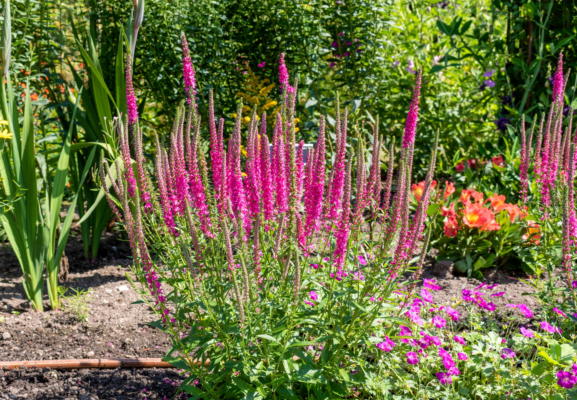 Veronica spicata 'Rotfuchs' Red Fox in the garden. Credit: Irenestev