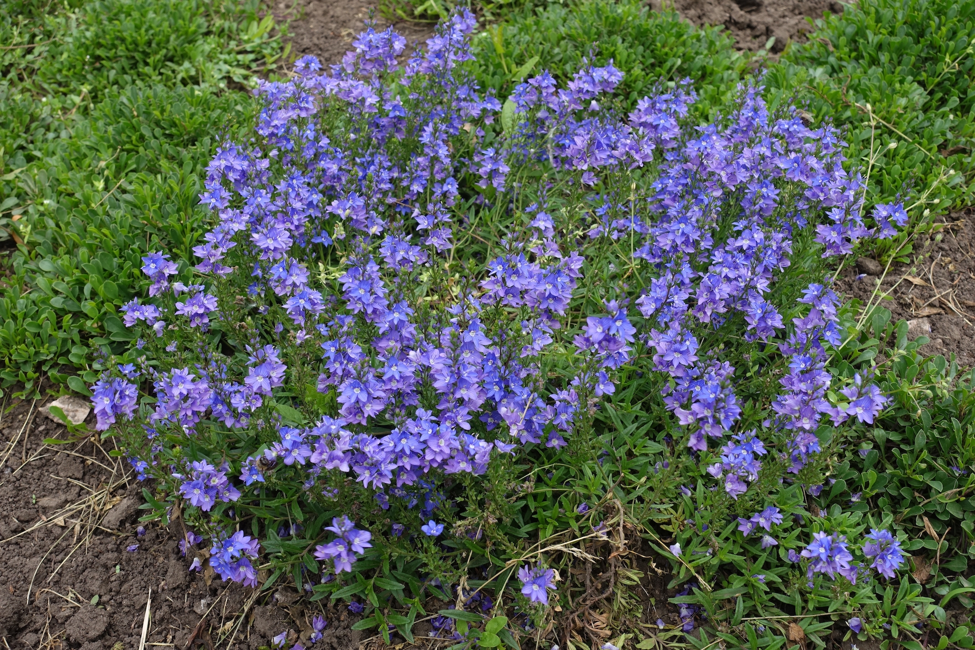 A prostrate speedwell. Credit: APugach