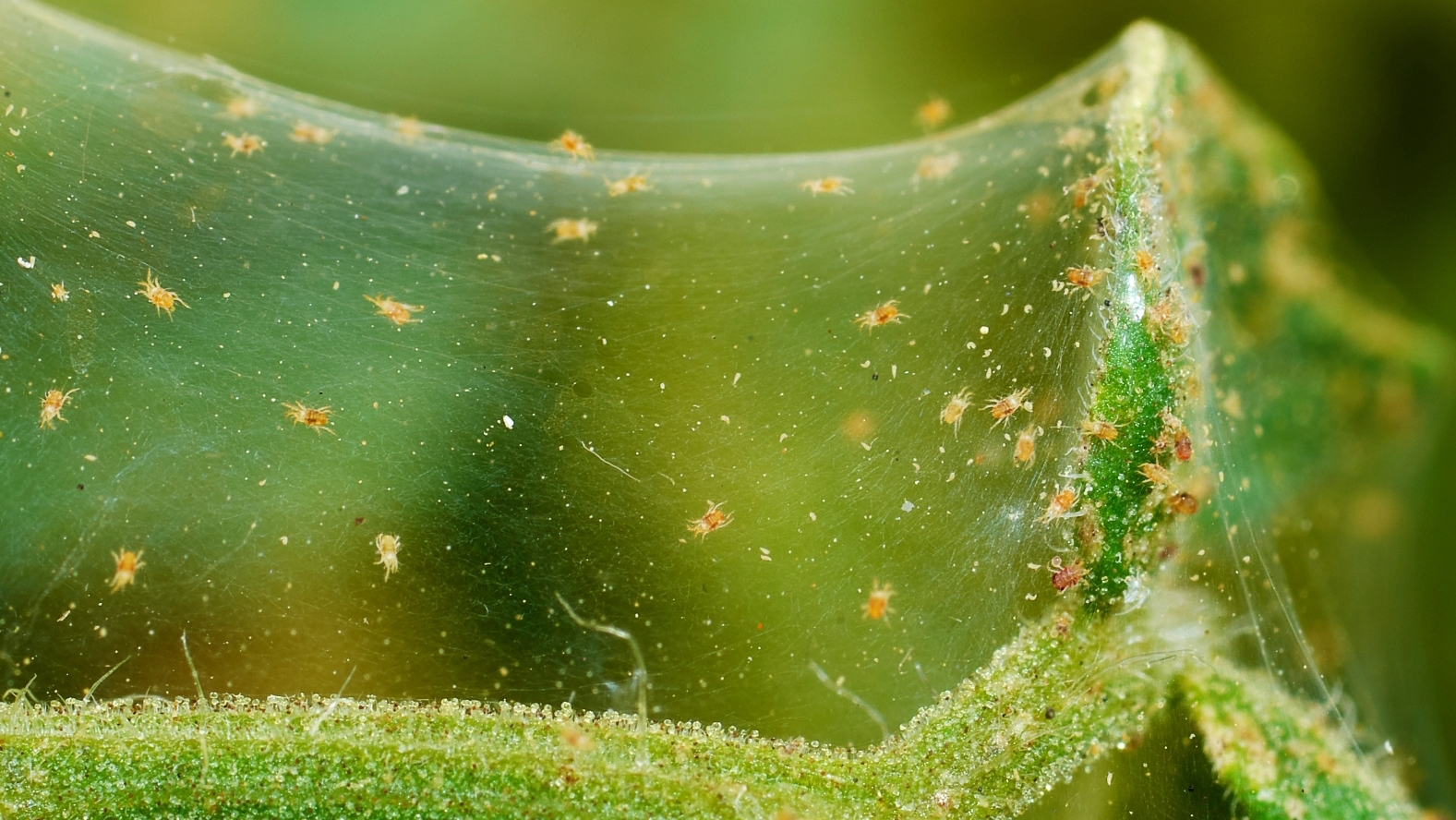 spider mites