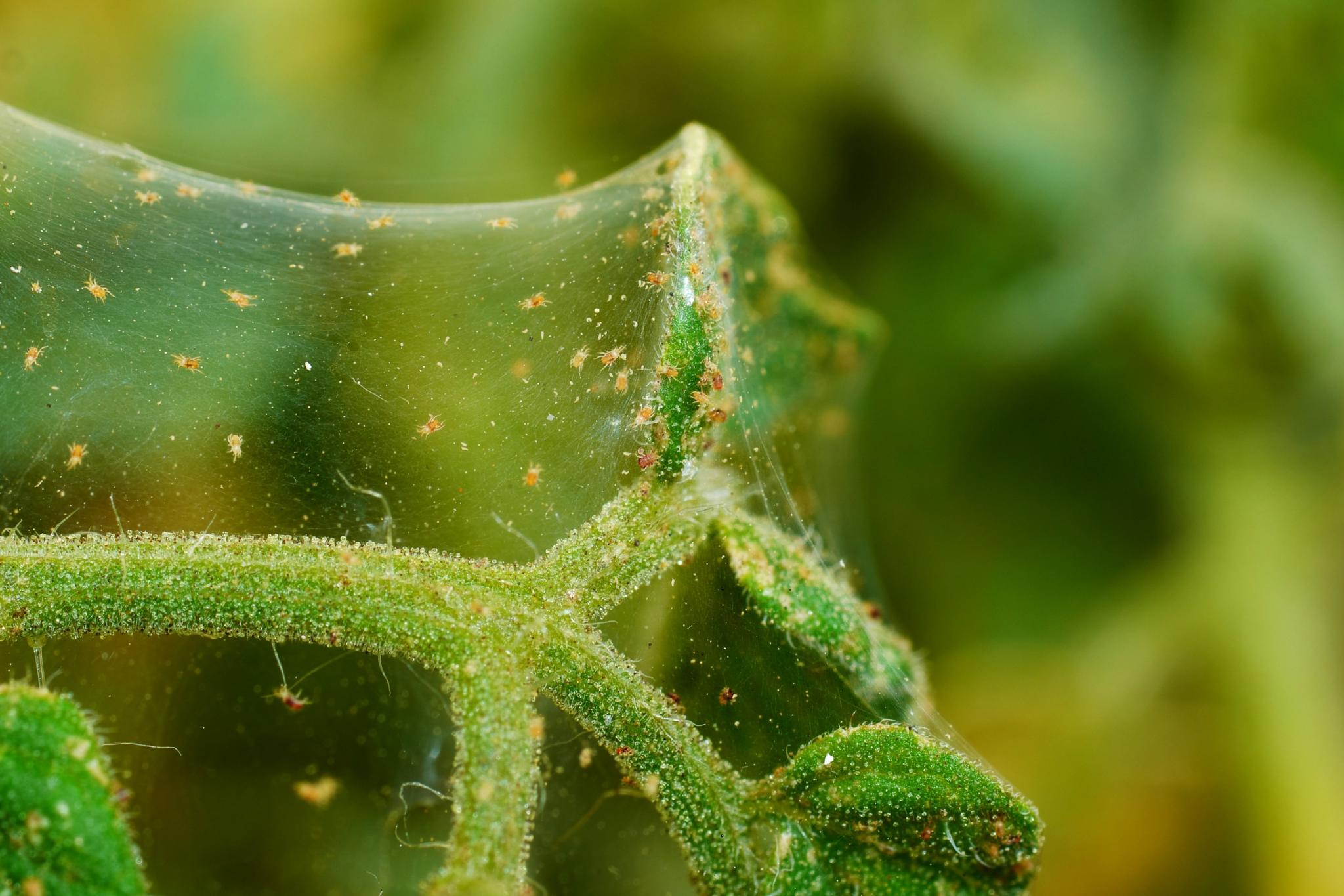 Spider mites on plant. Photo by Floki/Shutterstock