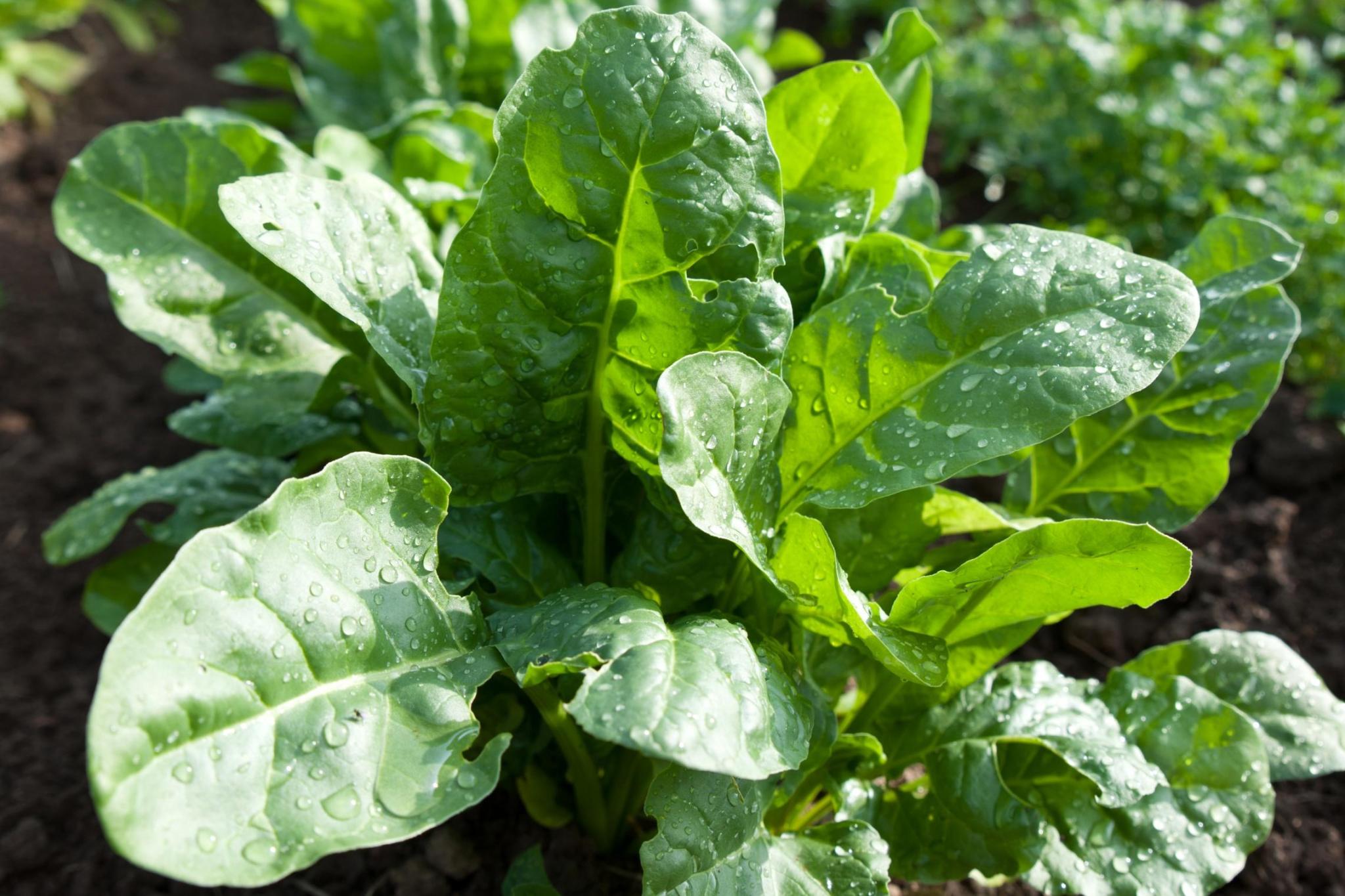 spinach growing in garden