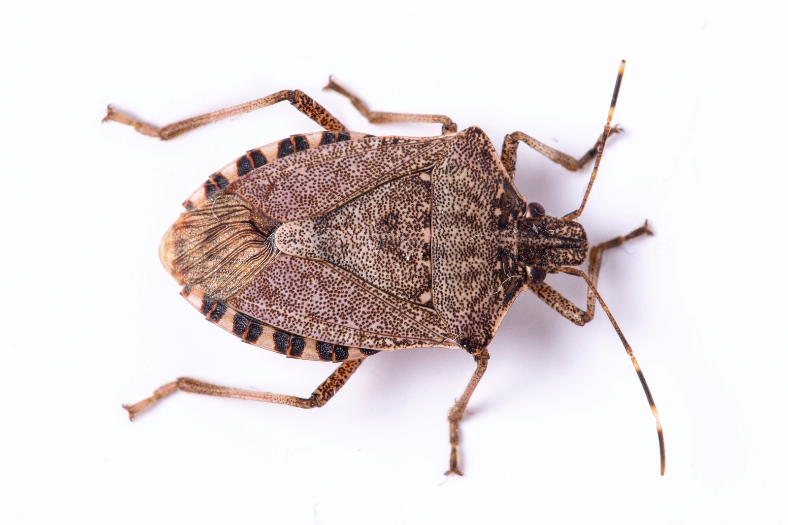 brown marmorated stink bug