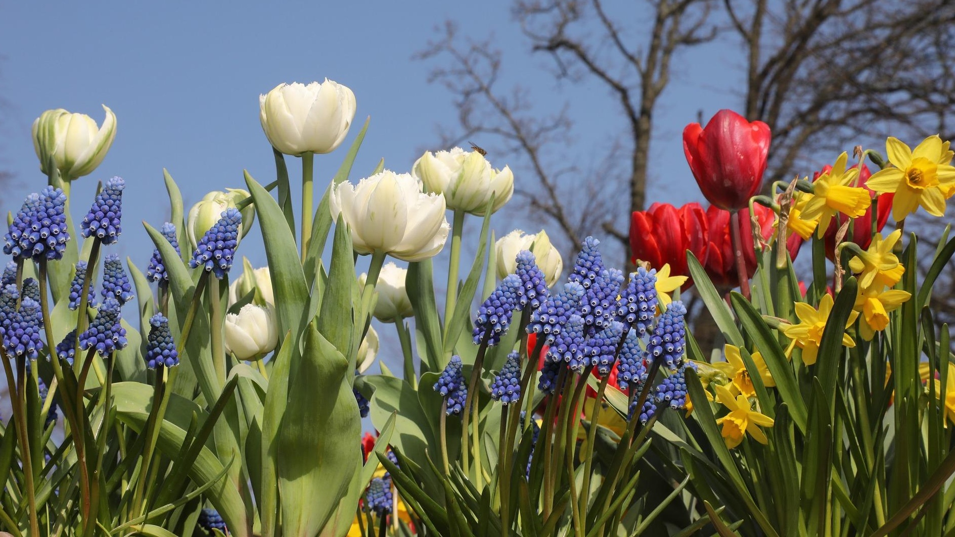 Fall Bulbs