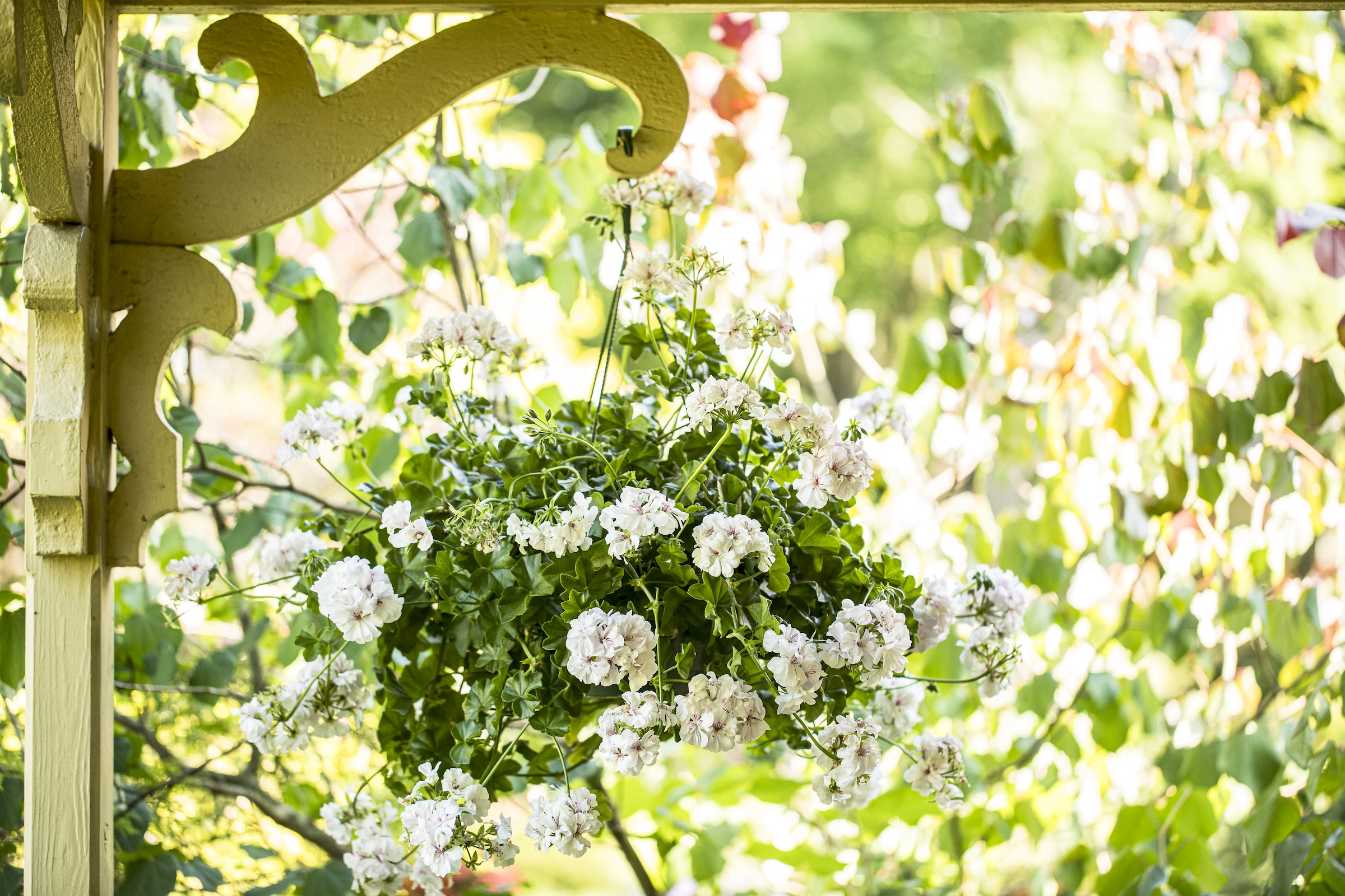 A hanging basket of white pelargoniums