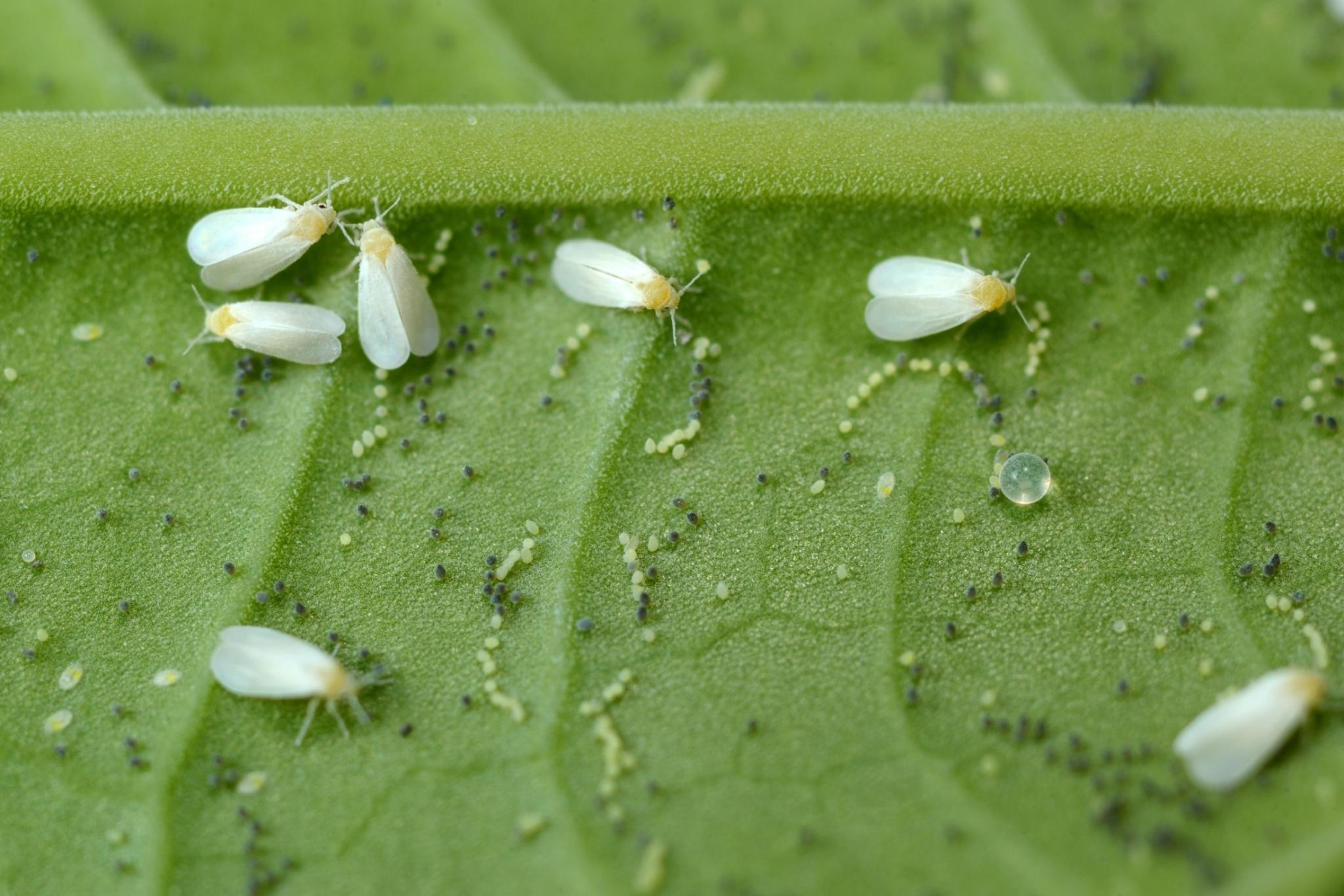 Whiteflies on leaf with eggs. Photo by D. Kucharski & K. Kucharska/Shuttertstock