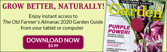 Digital Garden Guide