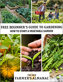 Beginner Gardening Guide