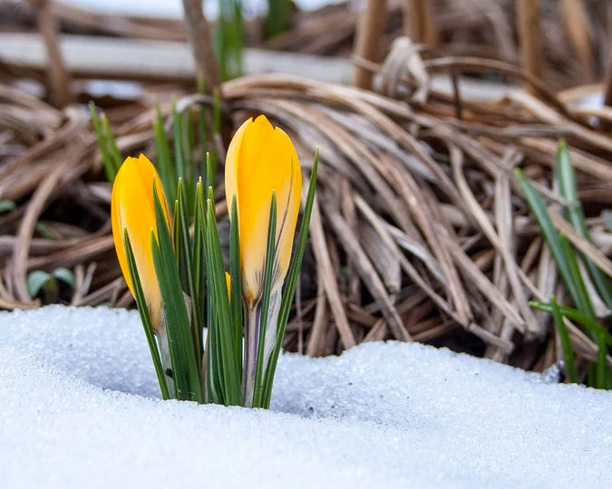 Almanac Spring Frost Dates