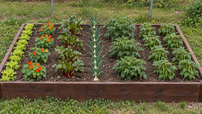 Beginner 4×8 vegetable garden layout showing rows of lettuce, nasturtium, Swiss chard, onions, early potatoes, and bush beans