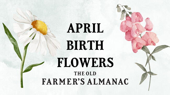 April Birth Flowers: Daisies and Sweet Peas on watercolor background