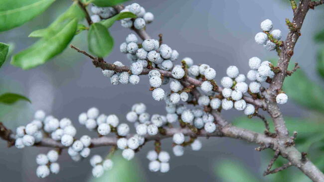 Close-up of gray wax-coated berry clusters on a northern bayberry shrub branch