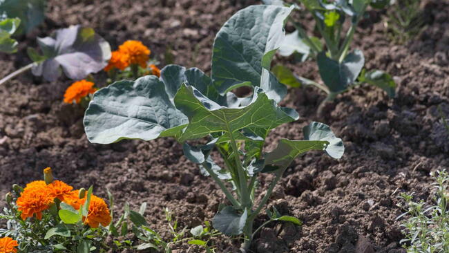 young broccoli growing next to marigold in a garden