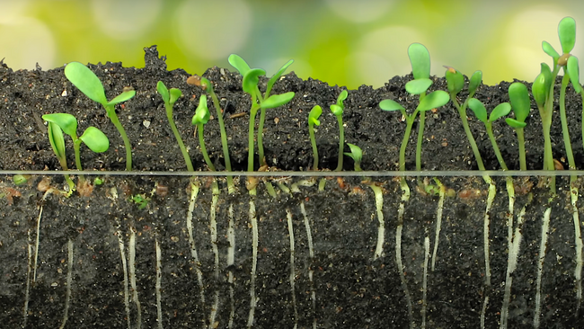 Seed Germination