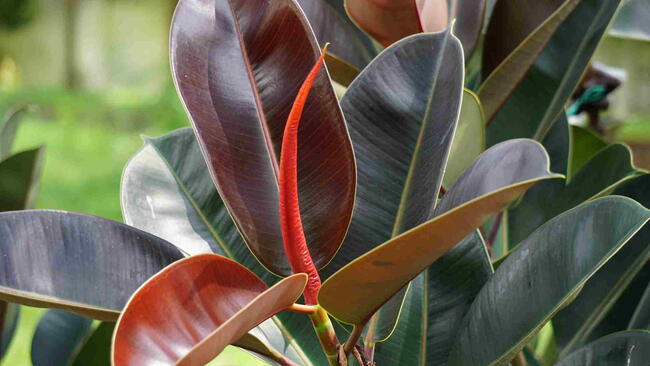 Ficus elastica (Also known as the rubber fig, rubber bush, rubber tree) in nature