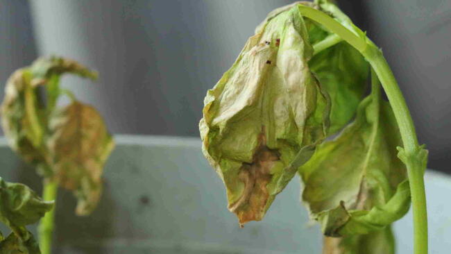 Basil seedlings wilting and dying from Verticillium wilt infection