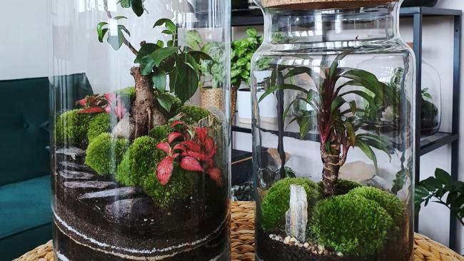 Transparent Glass Dome Cover Tray DIY Micro Landscape Dry Flower Plant Terrarium 