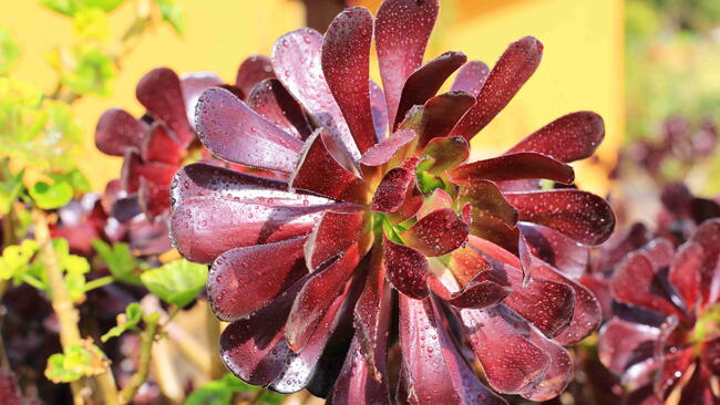 Aeonium with a large rosette of glossy burgundy leaves and a green center.