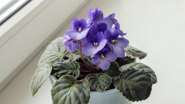 Blooming blue violet (saintpaulia) in a plastic pot on a home windowsill.