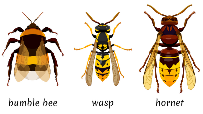 realistic illustration of a bumblebee, wasp, and hornet