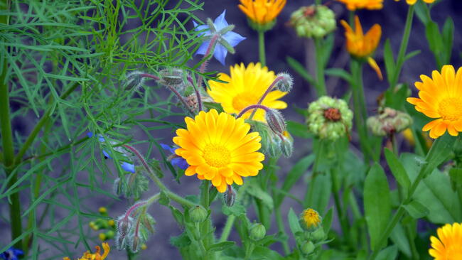 Calendula and borage flowers