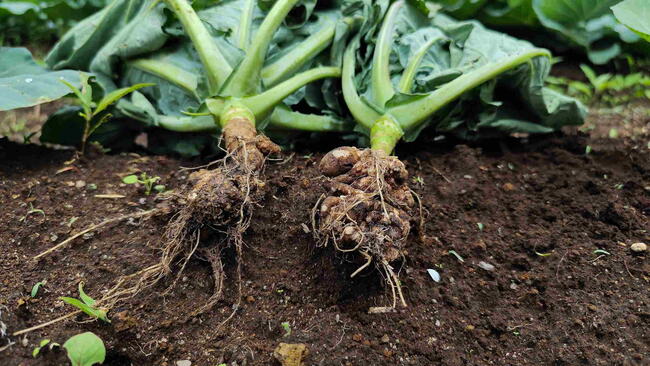 Cabbage plants showing symptoms of clubroot disease (Plasmodiophora brassicae), characterized by swollen, deformed roots,a serious soil-borne disease affecting Brassicaceae crops