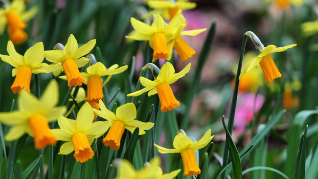 yellow jetfire daffodil flowers in the spring