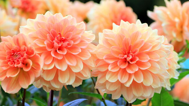 Peach dahlias blooming in the garden