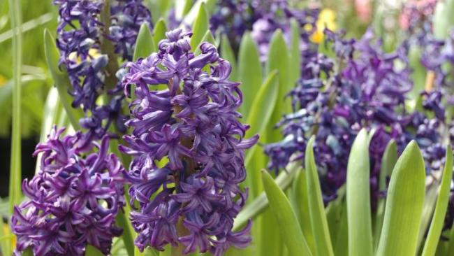 Pack of 2 Bulbs Perennial Fragrant Hyacinth Bulbs-Purple Spring Flower Plant 