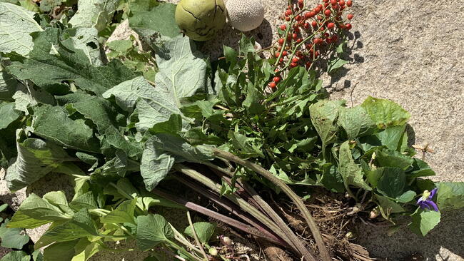 fall foraging finds, sumac, burdock, wild voilet, and more