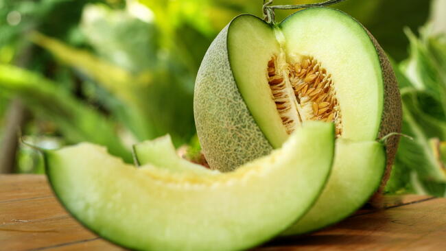 Honeydew Melon Plant