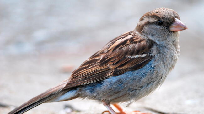 House Sparrow Bird standing on rock